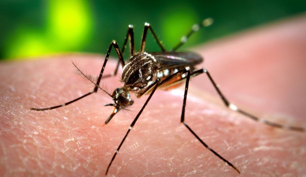 The Prevention of Dengue: Your Guide to Staying Safe This Season